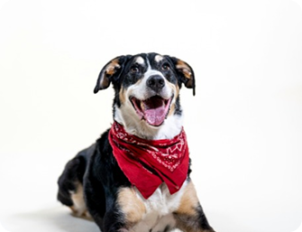 Gato esperando adoção